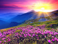 Beautiful Sunrise & Pink Flowers Diamond Painting