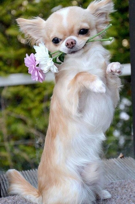 Blonde Long Hair Chihuahua Paint by Diamonds