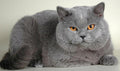Chubby Cat Diamond Painting Kit