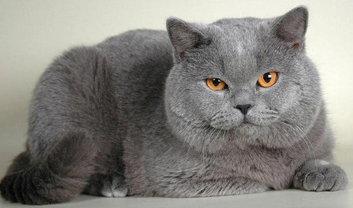 Chubby Cat Diamond Painting Kit
