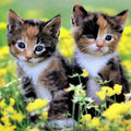 Cute Calico Kittens Paint by Diamonds