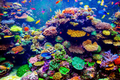 Fish & Coral Reef Paint by Diamonds