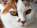 Gazing Cat Paint by Diamonds