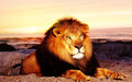 Lonely Lion in the Mountains Diamond Painting