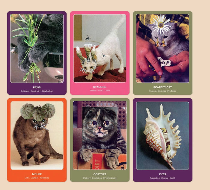 The Cat Oracle: 33 Card Deck & Guidebook