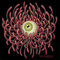 The Day's Eye (Chrysanthemum)